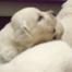 Puppy Howling