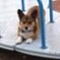 Corgi on a Carousel