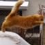 Waffles the Cat, Jump Fail