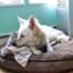 Kitten Fighting Big Dog Video