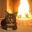 Lil Bub
