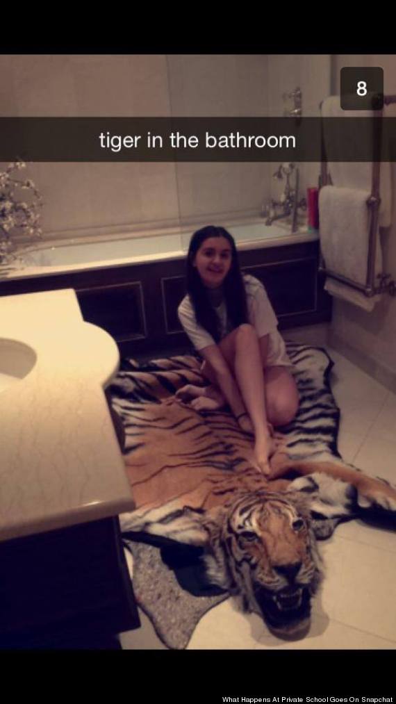 tiger in bathroom