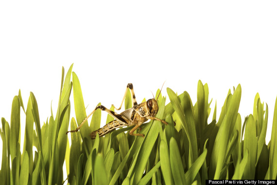 crickets