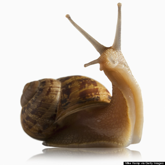 snails